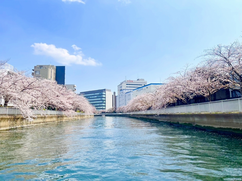 東京　花見　マリンライセンスロイヤル　東京お花見　操船セミナー